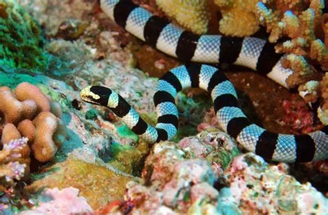 Sea Snake Facts Sea Snake Diet And Habitat