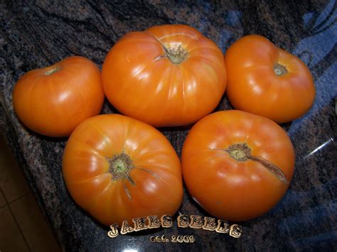 Persimmon Heirloom Tomato Jakes Seeds