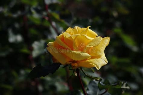 Beautiful Rose Flower In The Garden Rose Flowers Stock Image Image