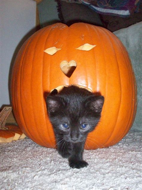 Beware Of These Frightful Pet Perils On Halloween Cats And Kittens