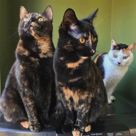 7 Pictures Of Pretty Tortoiseshell Cats And Kittens