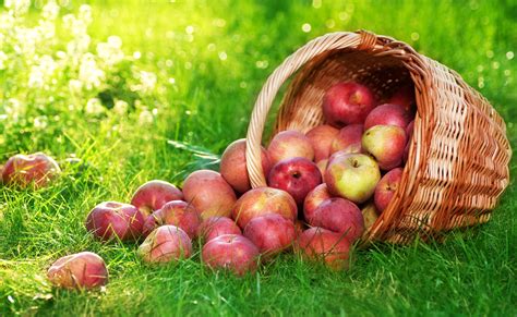 Food Apple Hd Wallpaper