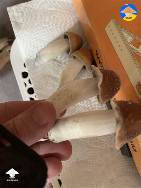 MVP strain gallery on Shroomok