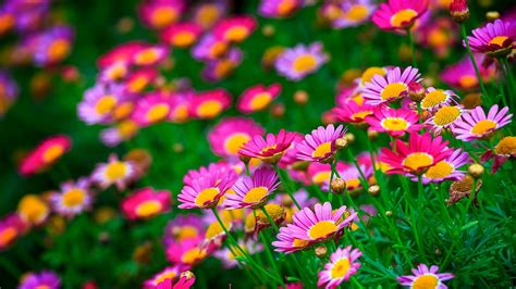 Flowers Nature Pink Flowers Wallpapers Hd Desktop And