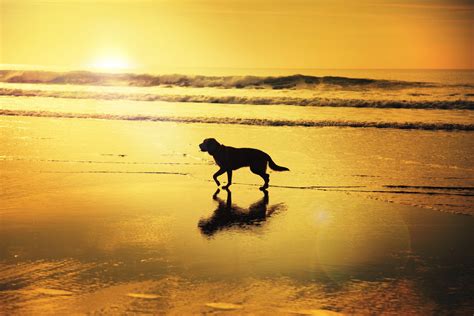 Download Reflection Ocean Horizon Wave Silhouette Sunset Beach Animal