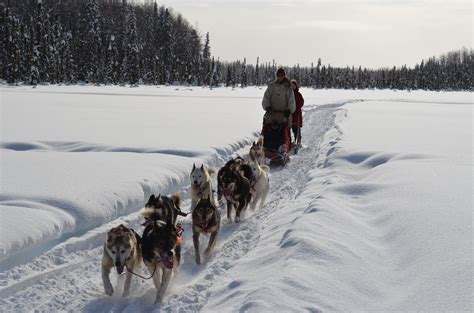Dog Mushing In Alaska Winter Wonderland Alaska Dogs