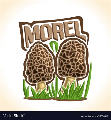 Morel Mushrooms Royalty Free Vector Image Vectorstock