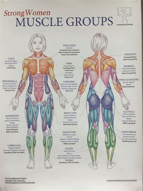 Pin By Yury Romero On Massage Ahhhh Human Muscle Anatomy