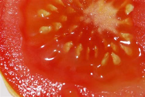 Seed Of The Week Tomatoes Growing With Science Blog