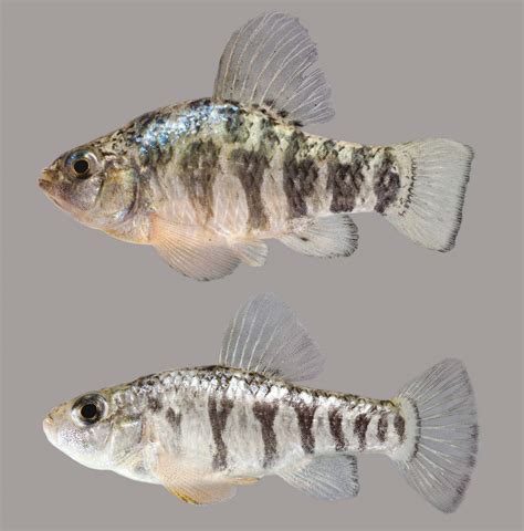 Sheepshead Minnow - Discover Fishes