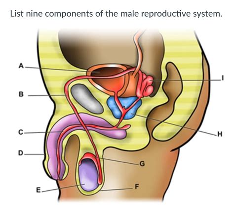 male reproductive system diagram quizlet