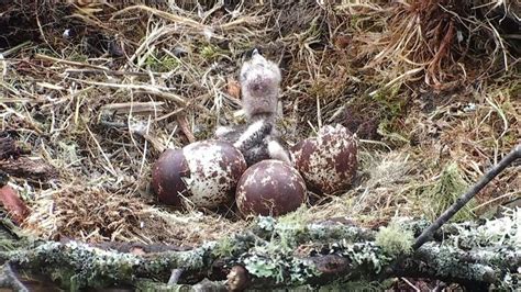 First Osprey Chick Hatches At Loch Of Lowes Reserve Bbc News