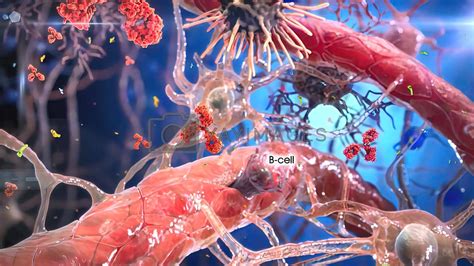 T Helper Cells Interact On The Surface Of Immune Cells By Creativepic Vectors And Illustrations