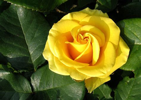 Yellow Rose Free Stock Photo Public Domain Pictures