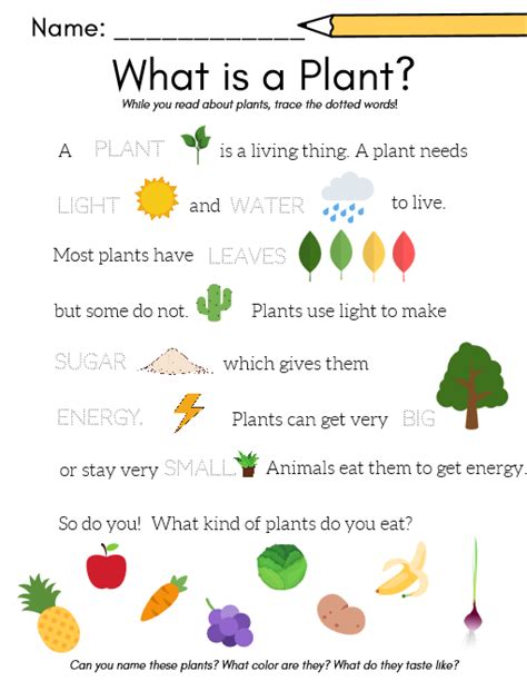 Free Plants Worksheets For Preschool 5 Pages Plants Worksheets