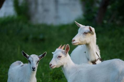 Premium Photo Goats Standing Among Green Grass Goat And Goat Kid Herd