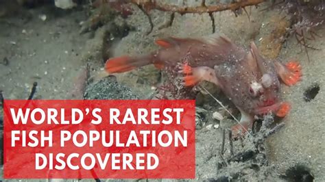 Red Handfish Divers Discover New Population Of Worlds Rarest Fish