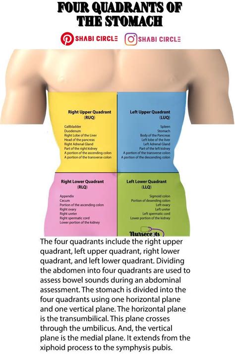 Four Quadrants Of The Stomach Medical Knowledge Medical Words