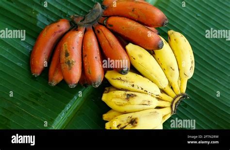 Red Bananas And Yellow Bananas Rare Species Of Bananas Bunch Of Red