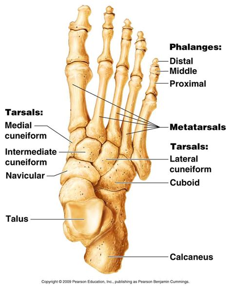 Radius, in anatomy, the outer of the two bones of the forearm when viewed with the palm facing forward. Appendicular Skeleton | Anatomy bones, Human anatomy and ...