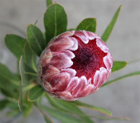 Pink Ice Protea Stevens And Son Wholesale Florist