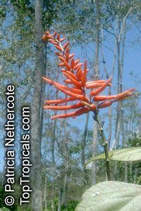 Erythrina Coralloides Naked Coral Tree Toptropicals Com