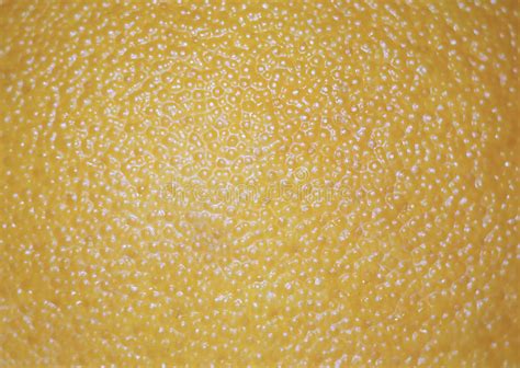 Texture De Peau Dorange Image Stock Image Du Cellulite 45565799