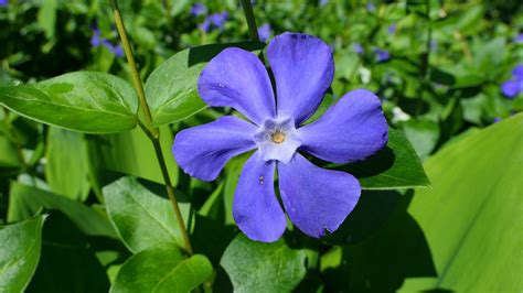 8 Most Beautiful Blue Flowers In The World Gardening Sun