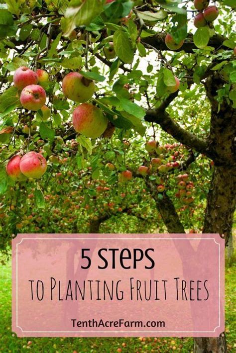 Beautiful Fruit Trees For Your Fall Garden