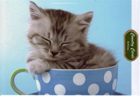 Cute Things In Cups Cute Cats And Kittens Crazy Cats Cute Cats