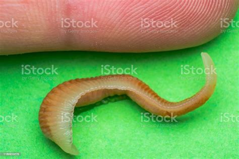 Closeup Photo Of Linguatula Serrata Or Tongue Worm Comparative Size