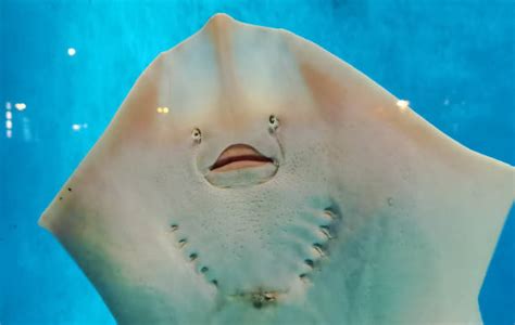 190 Stingray Mouth Stock Photos Pictures And Royalty Free Images Istock