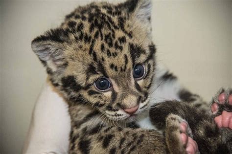 Clouded Leopard Cubs Growing At The Smithsonian Conservation Biology