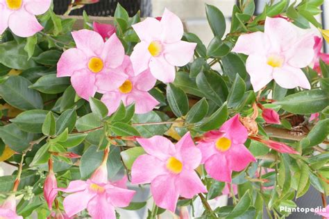 Dipladenia Bush Mandevilla Plant How To Care And Prune Plantopedia