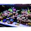 What Does The Average Reef Tank Look Like  REEF2REEF Saltwater And