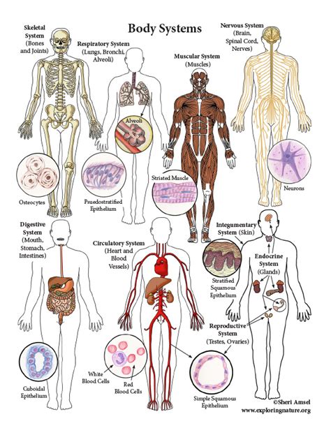 Body Systems 160