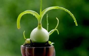 Onion is anti aging, rejuvenating, aphrodisiac and improves intelligence. Sea Onion | World of Succulents