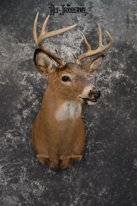 Whitetail Deer Taxidermy Mount For Sale Sku 1074 All Taxidermy
