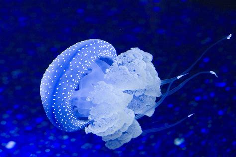 Ex White Spot Australian Jellyfish Photo Trinko Photos At