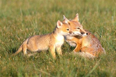 Swift Fox Is North Americas Smallest Fox