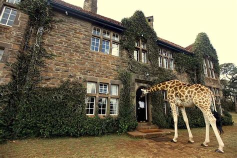 Why You Need To Visit Giraffe Manor In Nairobi