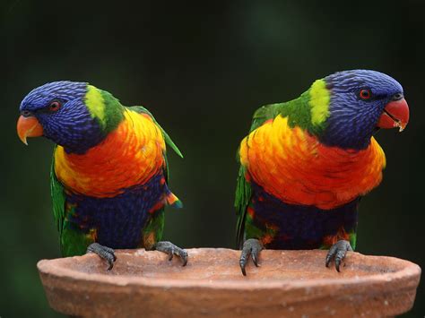 Colorful Baby Cute Rainbow Birds Internet Hassuttelia