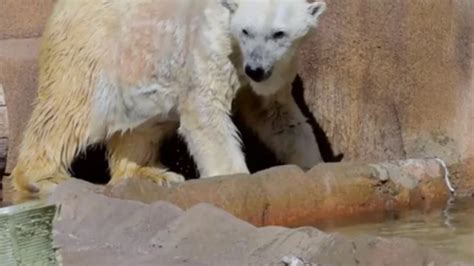 Milwaukee County Zoo Announces Death Of Polar Bear Wmsn