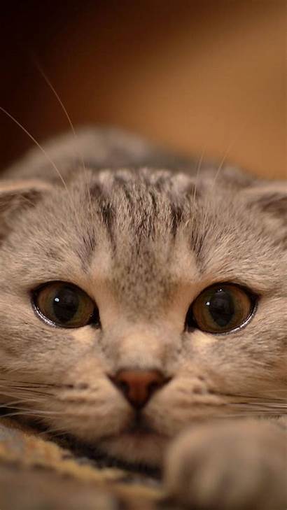 Cat Iphone Wallpapers Animal Pixelstalk Cats Kitten