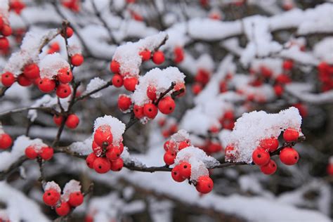 Plants That Bloom In Winter Flowers That Develop In The Cold