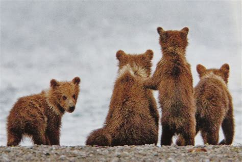 Brown Bear Cubs Cute Kodiak Bear Grizzly Bear Polar Bear Bear Cubs