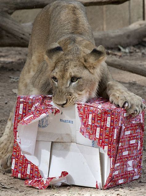Lions Celebrate Their First Birthdays At The Smithsonians National Zoo