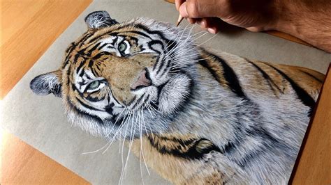 This is a super simple drawing lesson for young artists. Drawing a Sumatran Tiger (Kirana) - Timelapse | Artology ...