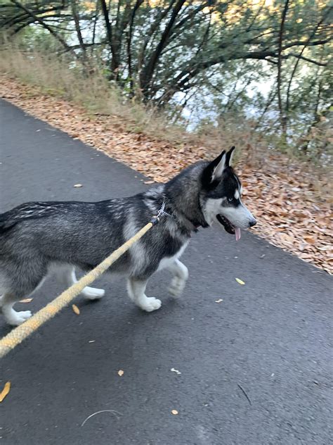 Dogs that seem scared of everything can be products of nature and nurture. How do you know your huskies were ready to be taken off ...