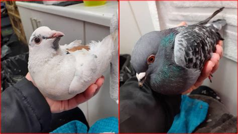 Wildlife Rescue Farm Angry After Shot Pigeons Brought Into Care